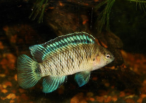 Adult male in territorial display.