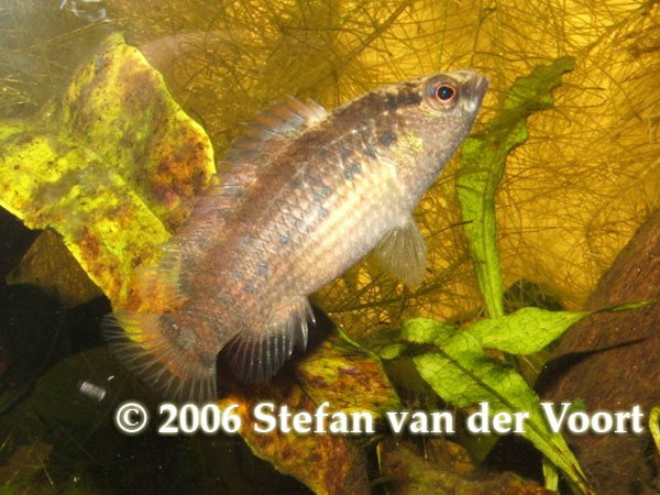 Adult female of B. blosyrus.