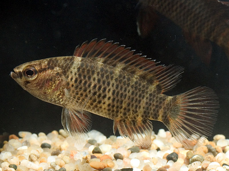 B. corycaeus specimen with stress patterning.