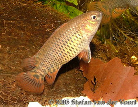 Female of B. corycaeus.