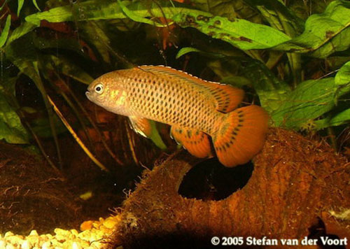 Male of B. corycaeus.