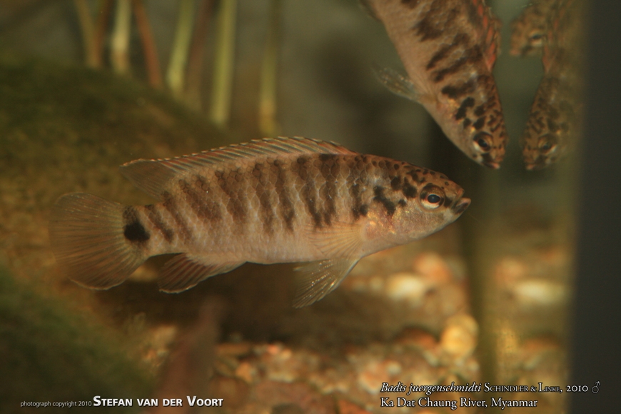 Captive-bred (F1) adult male specimen displaying neutral behaviour patterning.