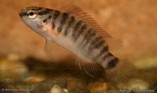 Young F1 specimen in the aquarium.