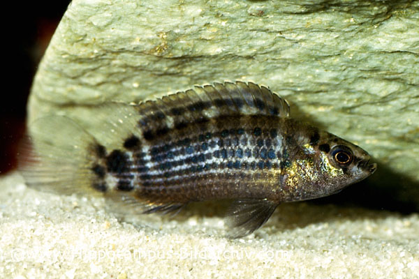 Female of B. ruber.