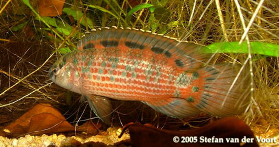 Male of B. ruber.