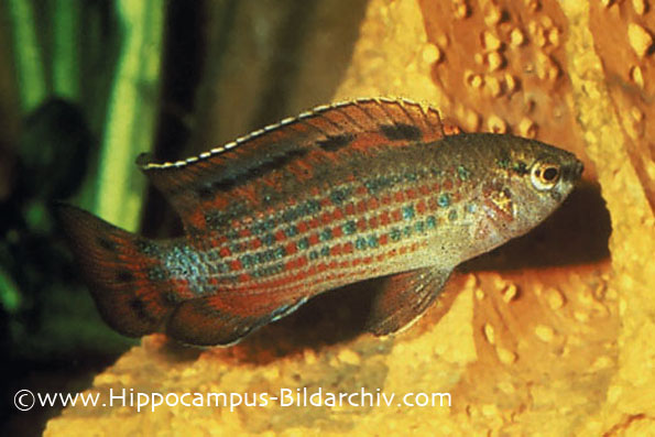 Male of Badis ruber.