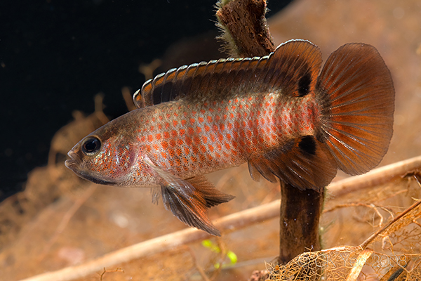Male of Badis sp. 'Buxar' with aggressive/display patterning.