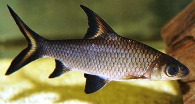 Well-conditioned subadult...