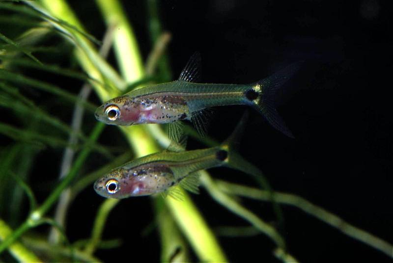 Females have less colour.