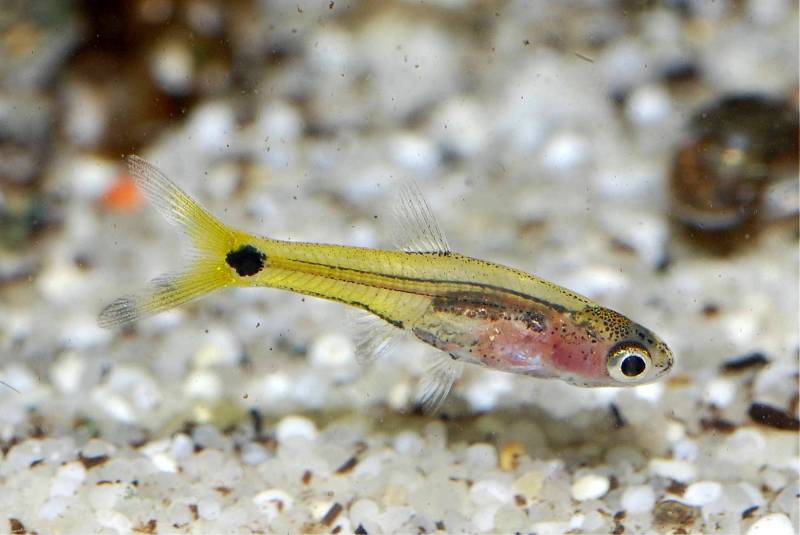 Male of B. gracilis.