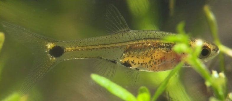 ...and another female.