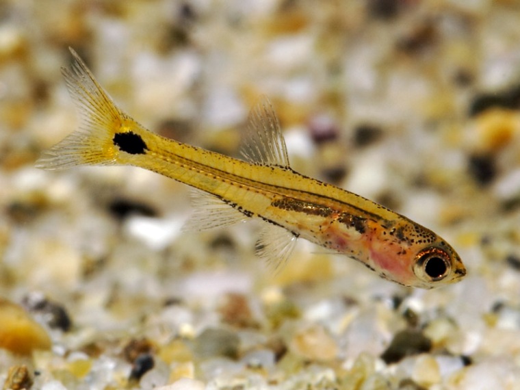 Newly-imported, hence a little skinny, male of Barboides gracilis.