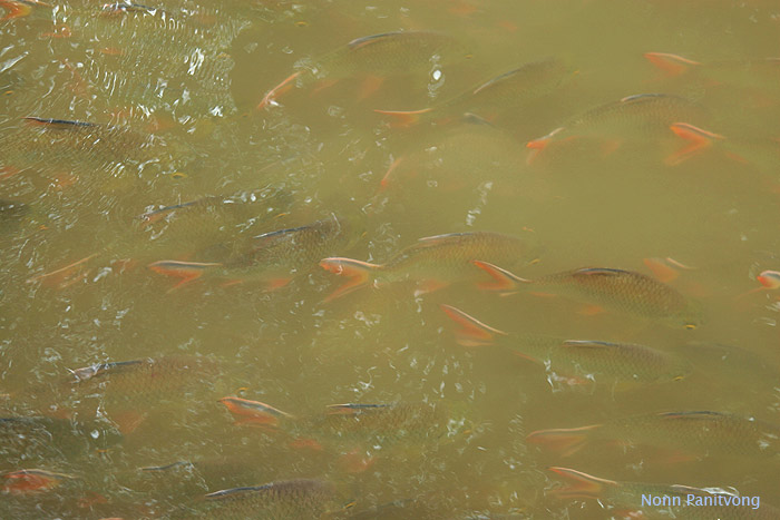 School of adults in their natural habitat, Thailand.