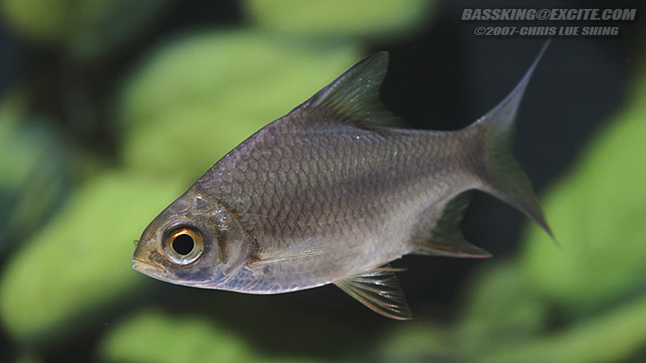 Juvenile specimen; this is the size at which the species is most often seen on sale for aquaria.