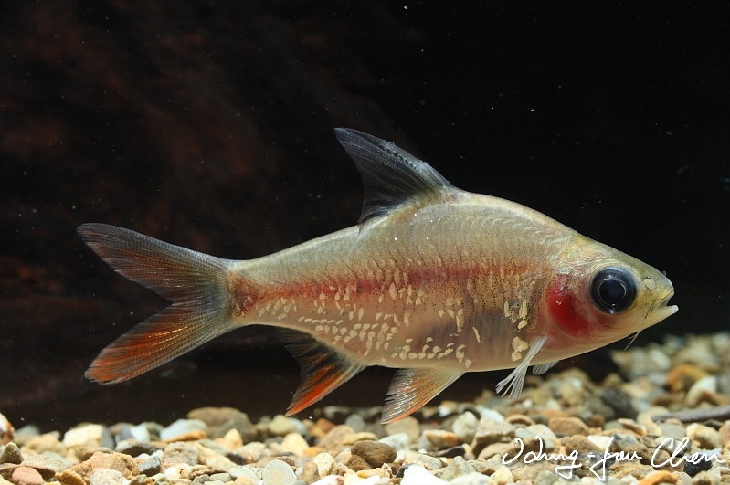 Example of an ornamental leucistic form with enlarged, reflective scales on the flanks.