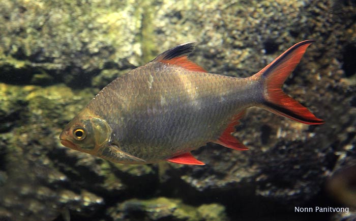 Adult individual from Thailand in the aquarium.