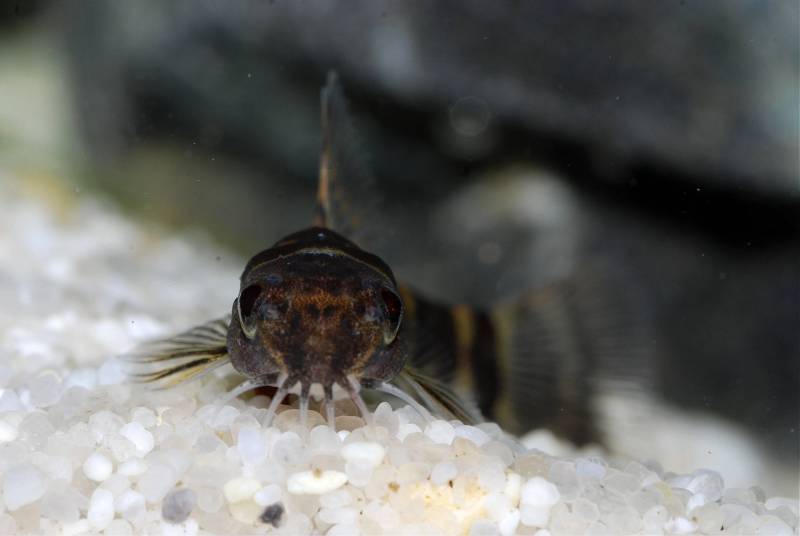 Members of this genus have 3 pairs of barbels.