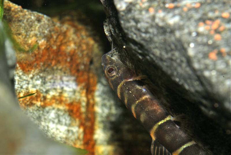 Barbucca species often swim in a vertical or even inverted position.