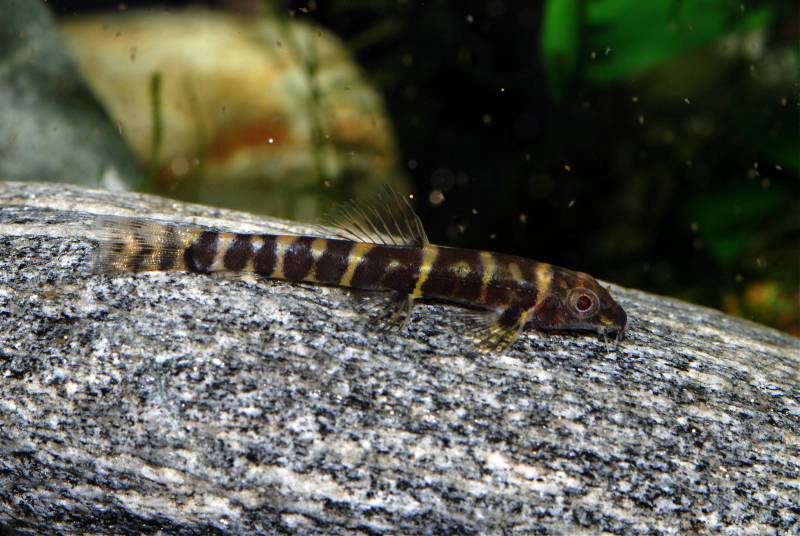 This species is supposed to have six dark bars on the body but there exist aberrant specimens such as this one.