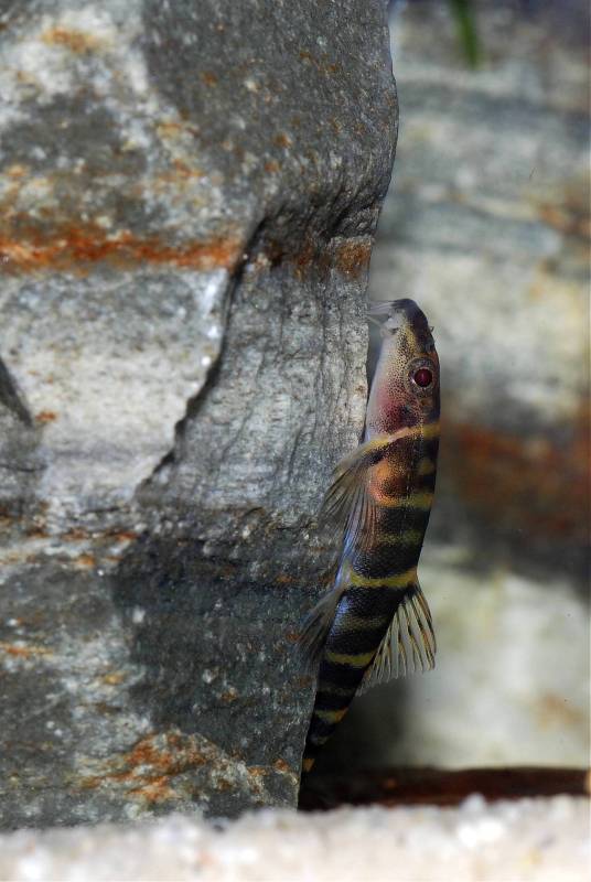 This one can be seen using its barbels to taste the rock surface.
