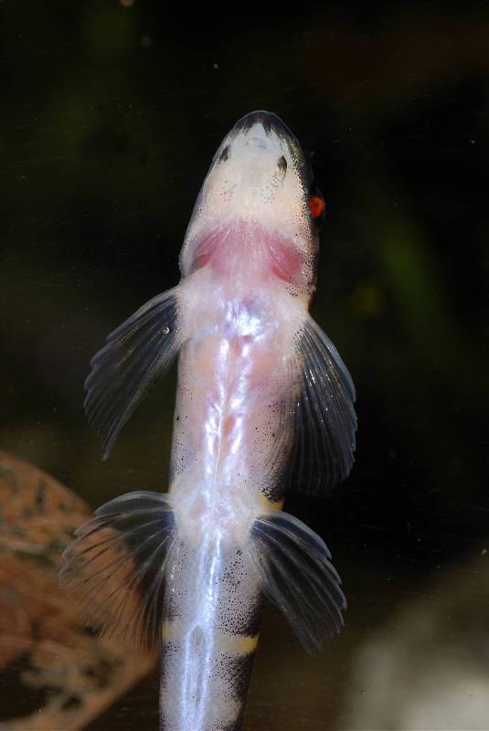 View of underside with red eye clearly visible.