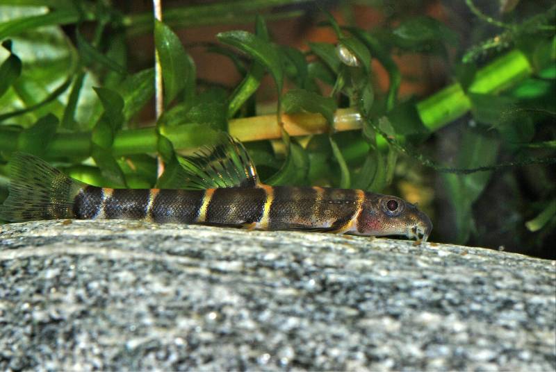 An aquarium for this species should have lots of rocky surfaces for it to explore...
