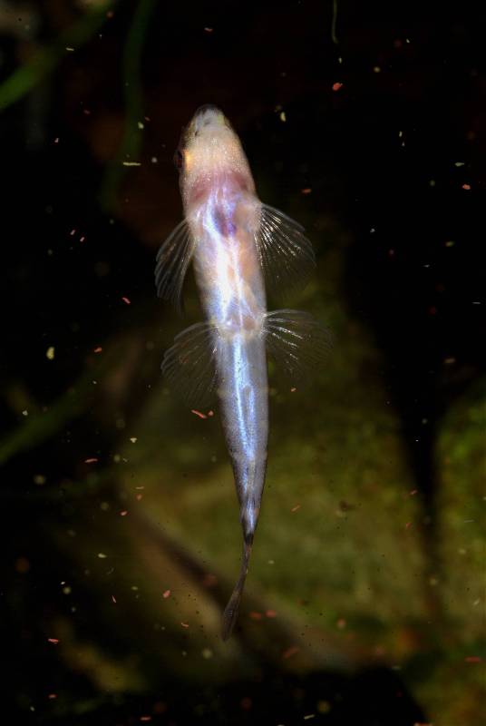 Full shot of ventral surface.