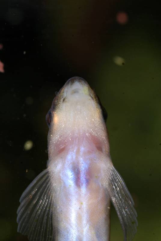 Underside of head and anterior portion of body.