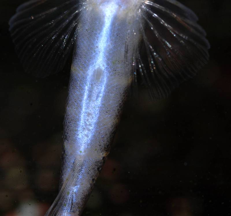 Detail of posterior portion of body.