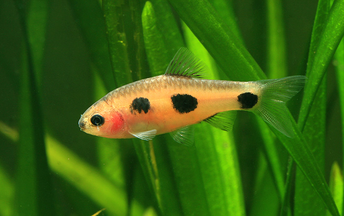 Female of 'Barbus' candens; origin unknown.
