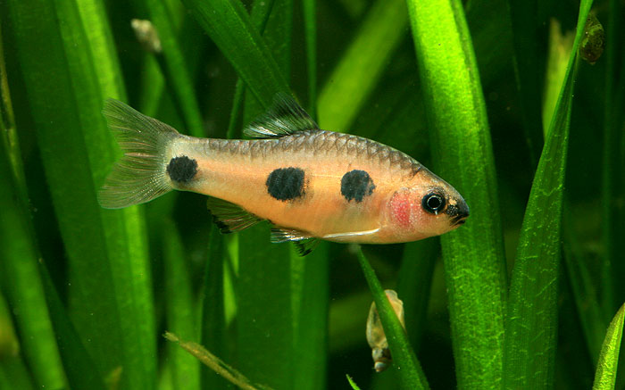 Male of 'Barbus' candens; origin unknown.