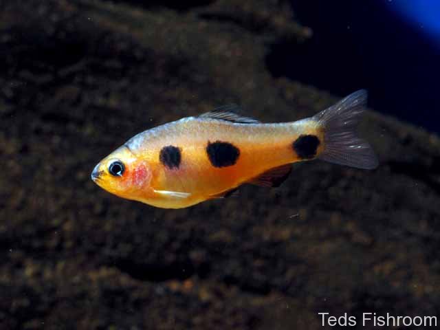 Male of 'Barbus' candens; origin unknown.