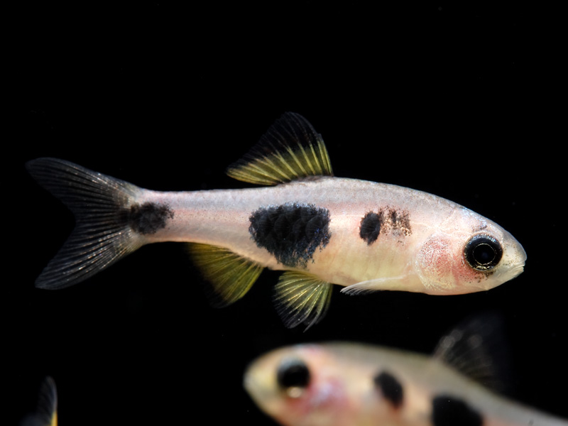 Adult male specimen.