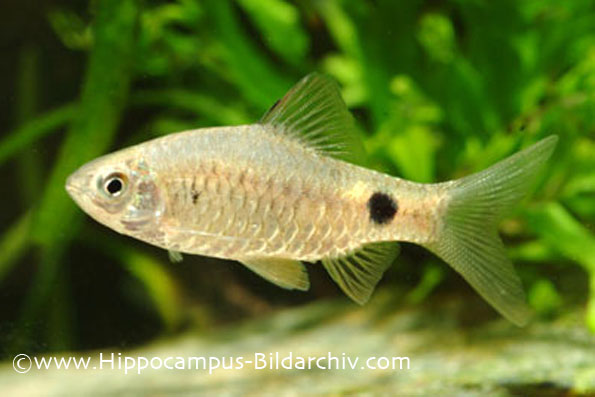 Female from the German aquarium trade.