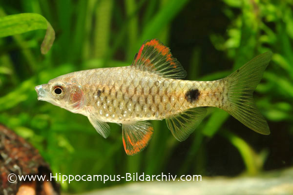 Male from the German aquarium trade.
