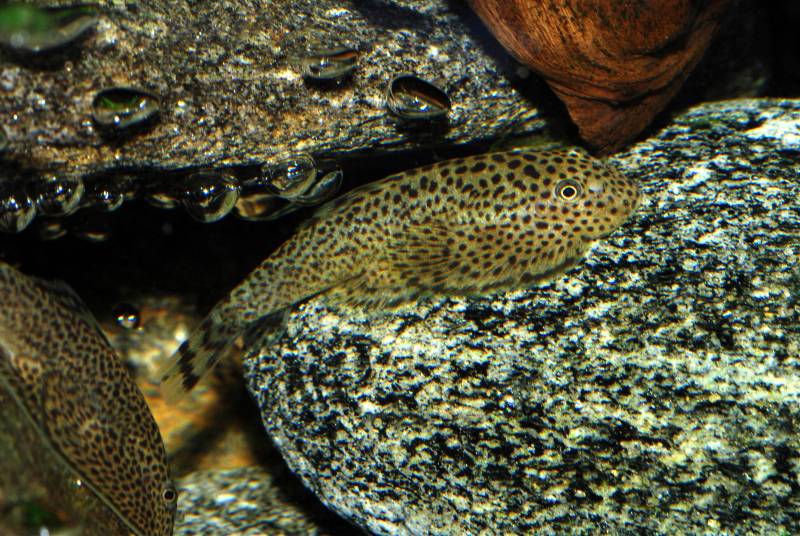 A typically-patterned male.