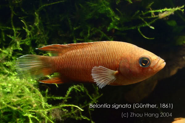 Subadult specimen of nominate form (see 'notes' for explanation).