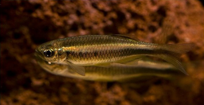 Adult male specimen.