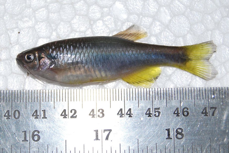 Freshly-collected specimen from the type locality; colours not representative of live fish.