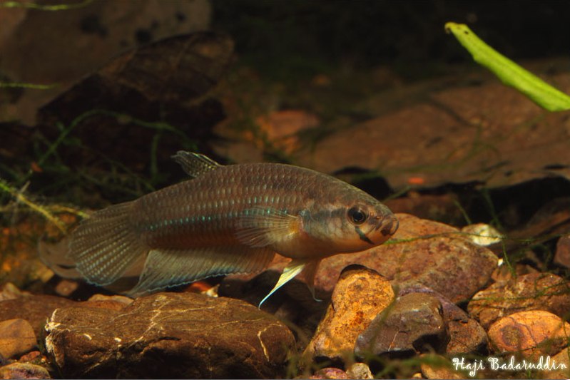 Adult male specimen.