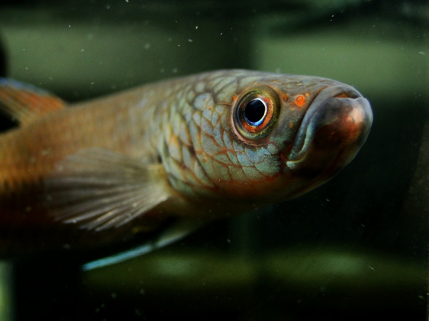 Head detail of male.