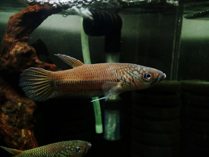 Wild-collected male specimen.