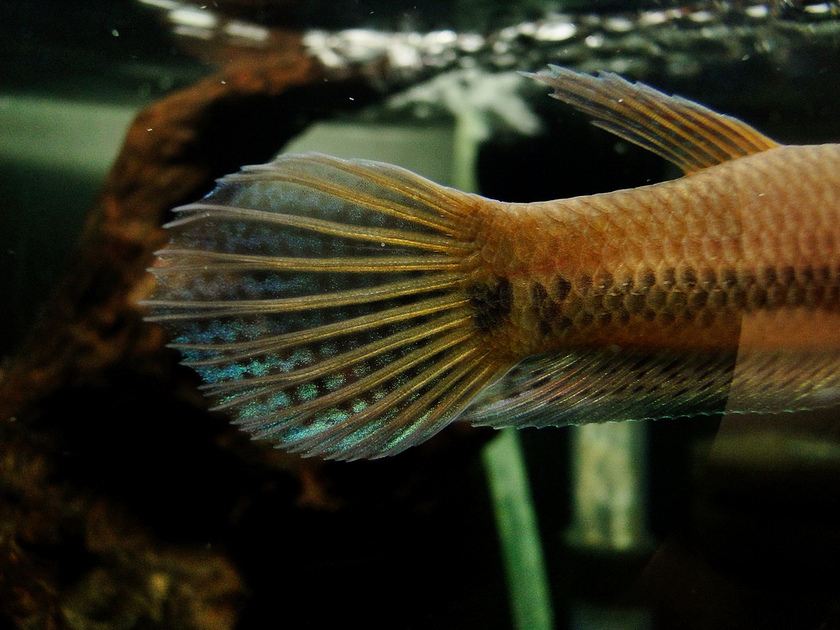 Detail of caudal-fin and caudal peduncle.
