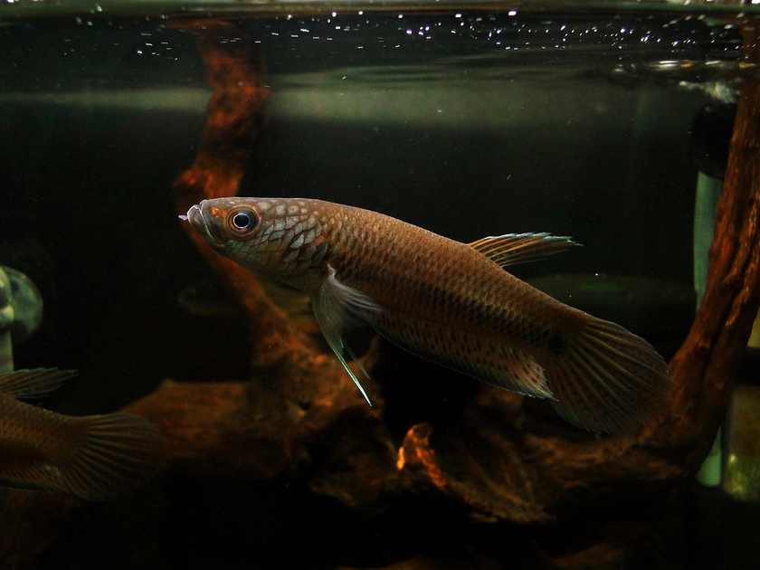 Another male.