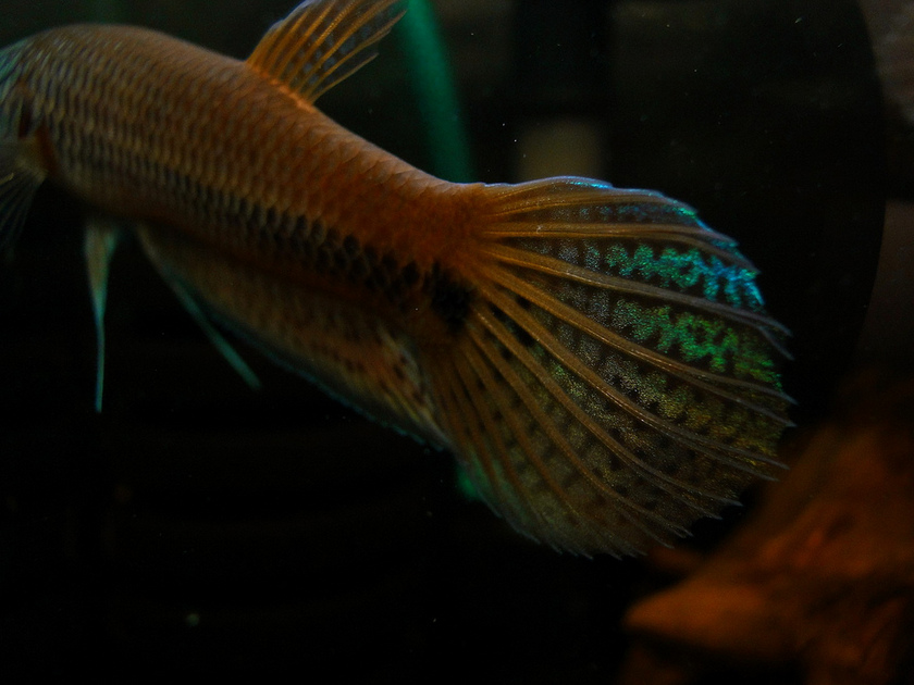 Detail of caudal-fin and body.