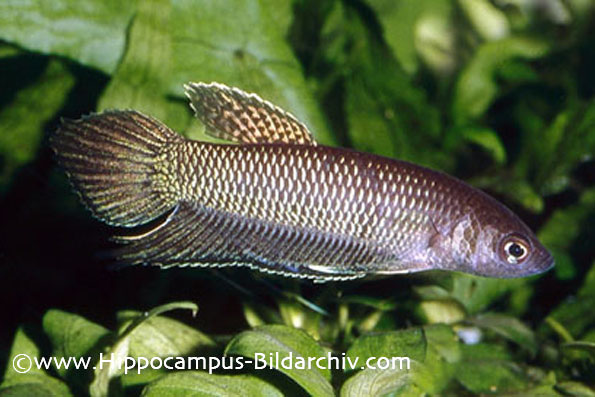 Adult male from the German aquarium trade.