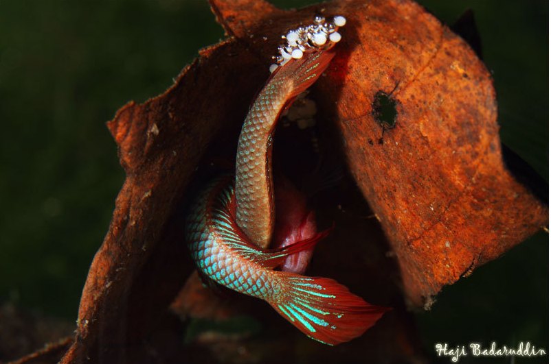 Spawning embrace of B. burdigala; the female is the vertically-orientated fish. Some eggs have already been deposited in the nest.