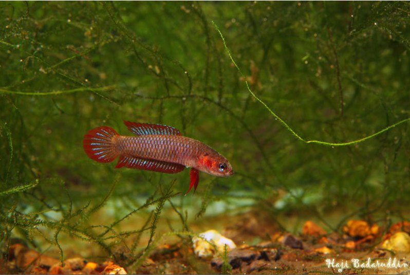 Female specimen.