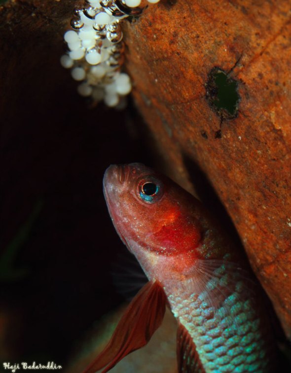 The eggs are the reponsibility of the male alone once spawning is complete.