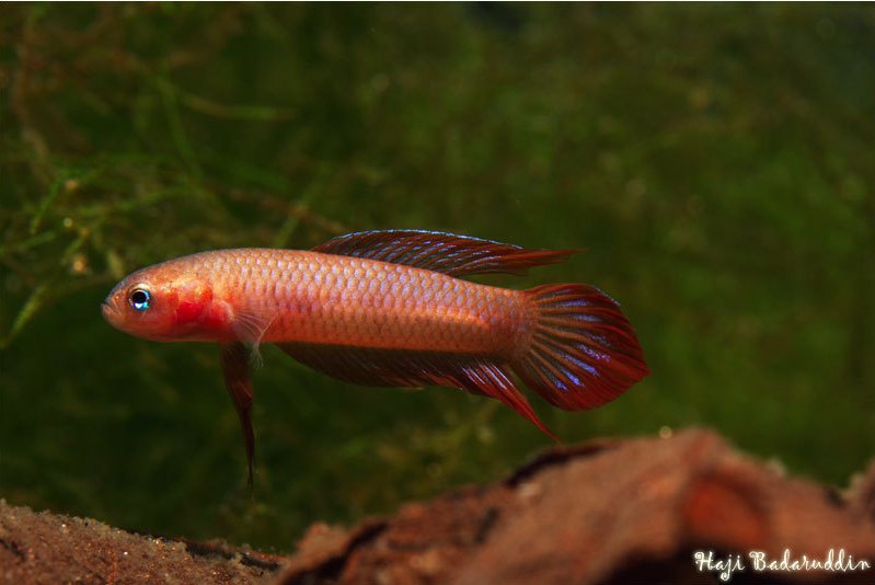 Adult male of Betta burdigala. Note the rounded head shape.